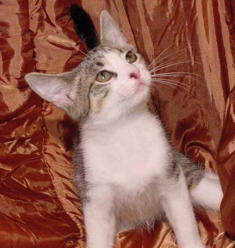 Torch Hub 系列教程(基础篇)/Torch Hub 系列 #3 : 目标检测模型 YOLOv5 和 SSD/dataset/test_set/cats/cat.4450.jpg